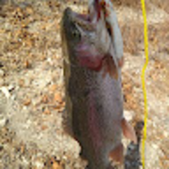 Meet your Posher, David - Picture 1 of 1